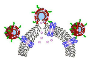 Foreign bodies break open membrane